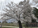 今週も桜が満開です。