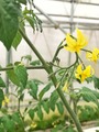 定植したITトマトの花が咲き、実をつけ始めました